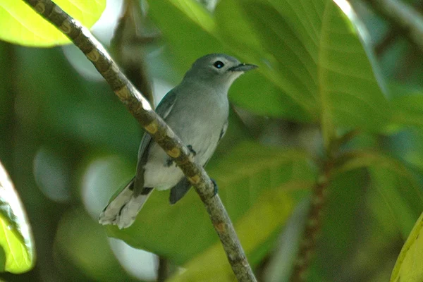 Slaty Flycatcher