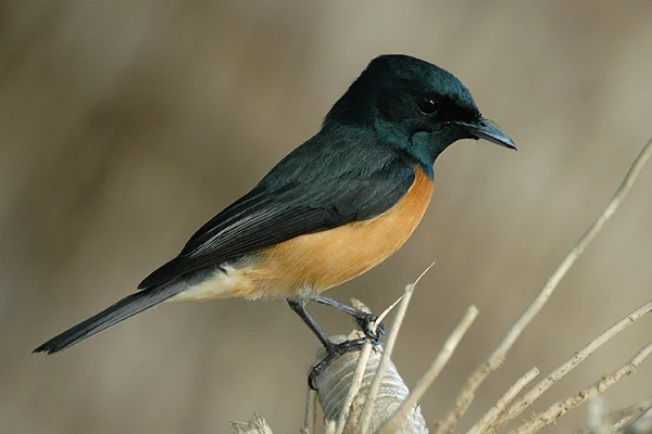 Vanikoro Monarch