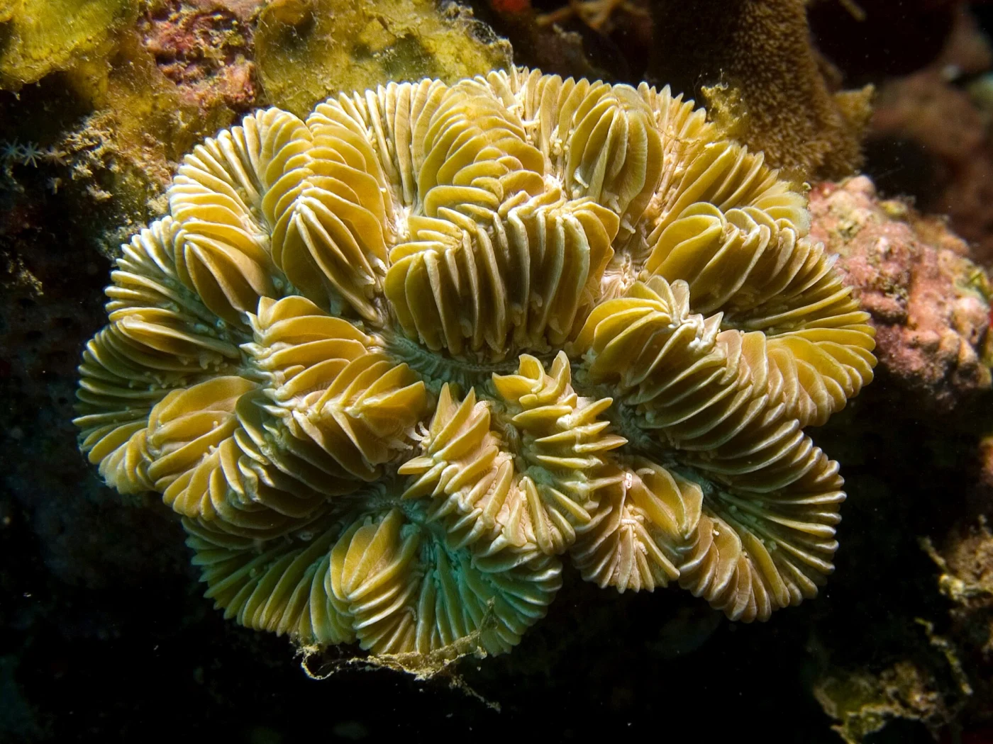 fungus coral