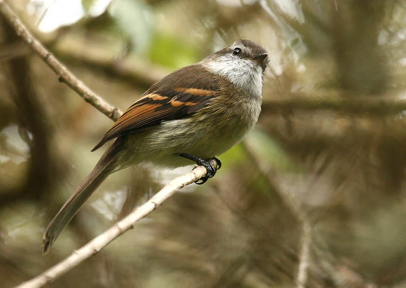 White-throated Tyrannulet