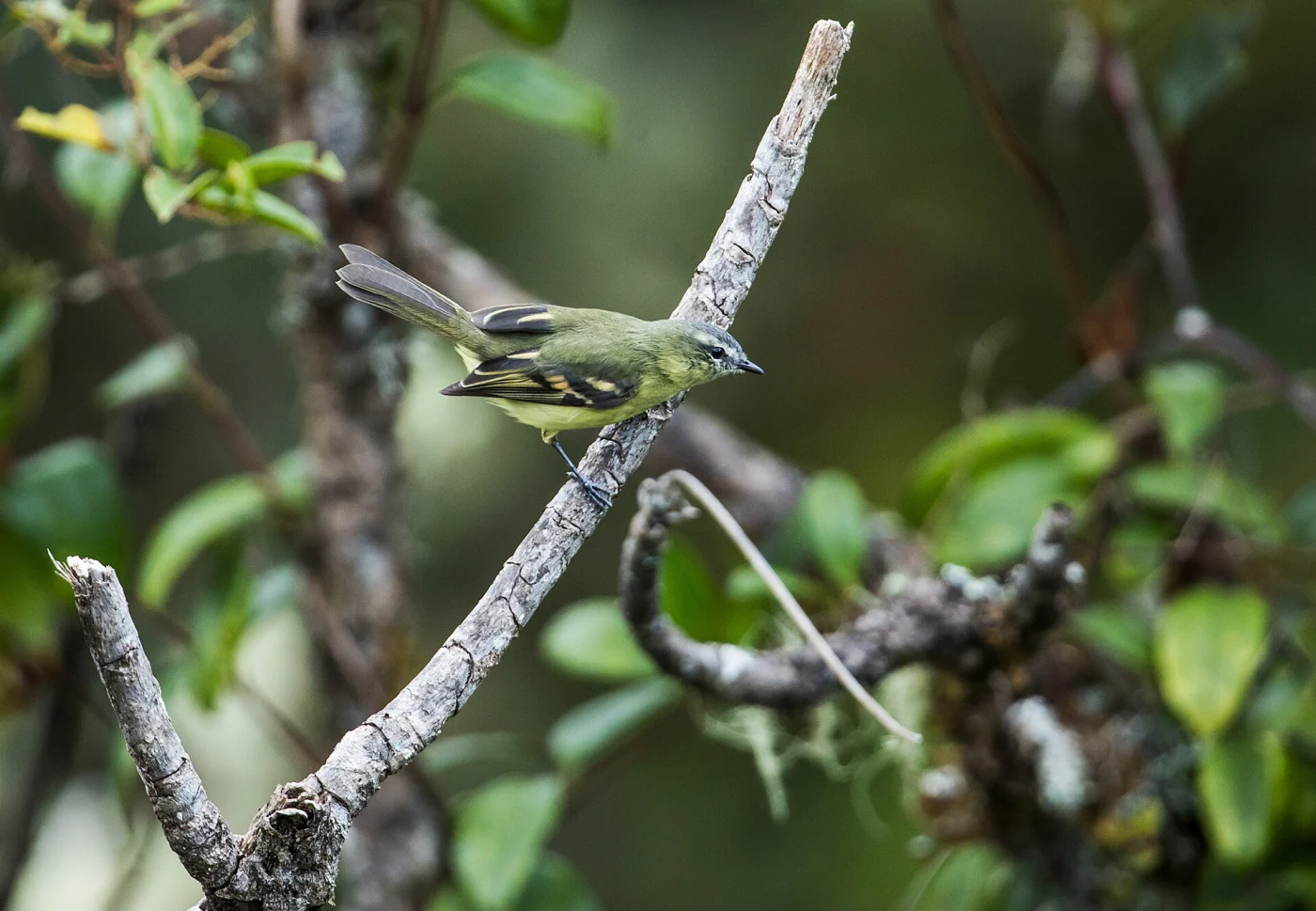 Sulphur-bellied Tyrannulet