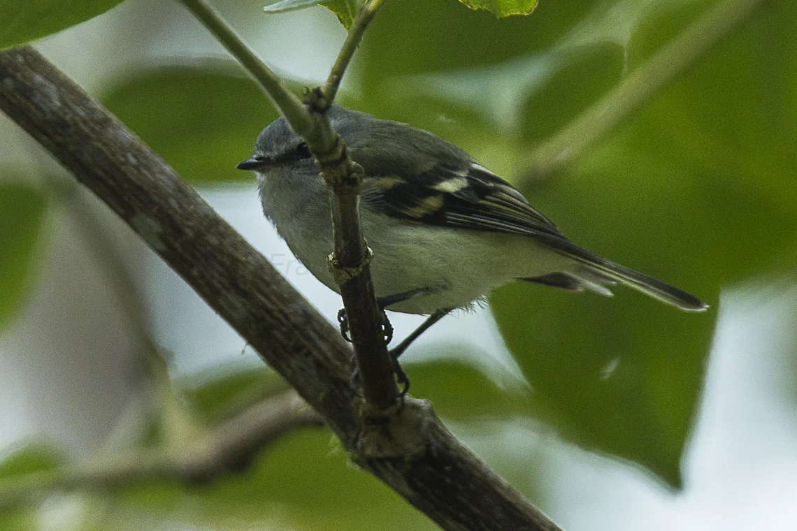 White-tailed Tyrannulet