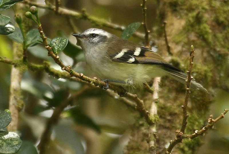 White-banded Tyrannulet