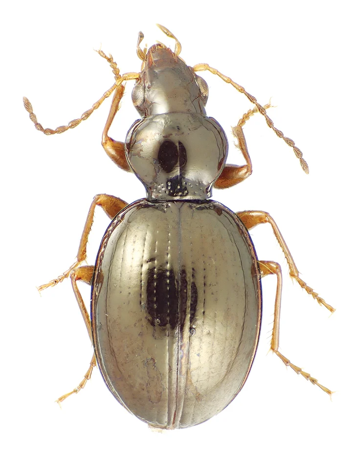 Mecyclothorax inaequalis