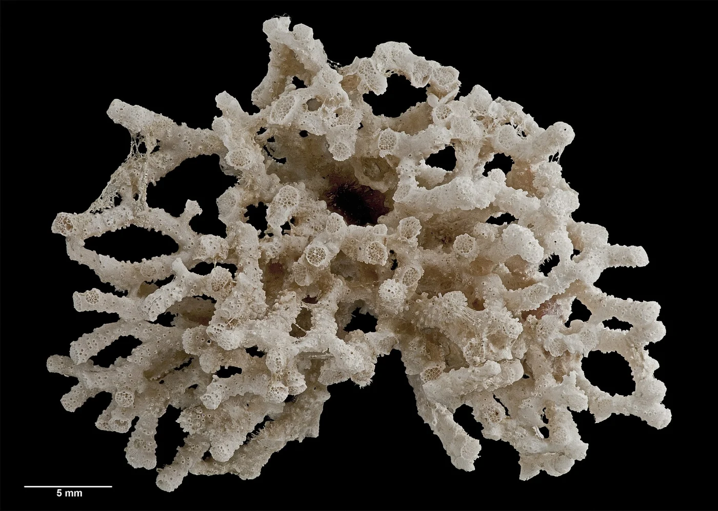 Mecynoecia clavaeformis
