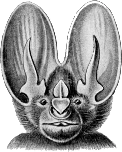 Common Asian Ghost Bat