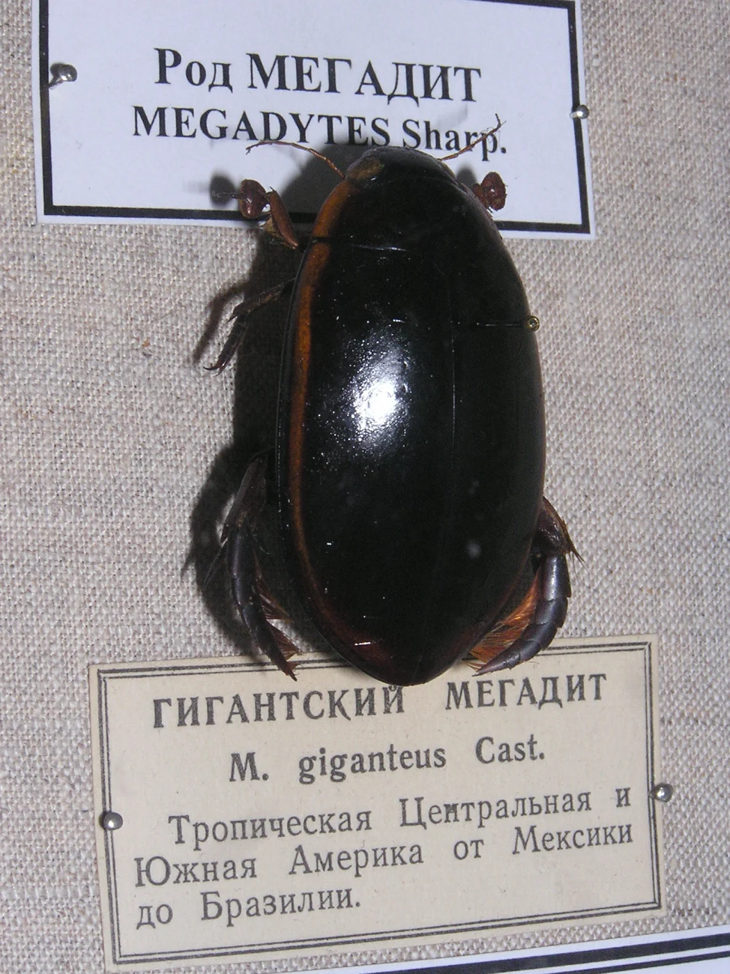 Megadytes fraternus