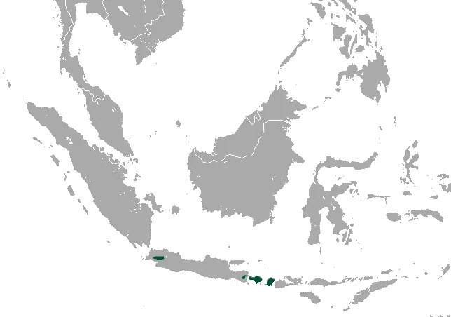 Javan Tailless Fruit Bat