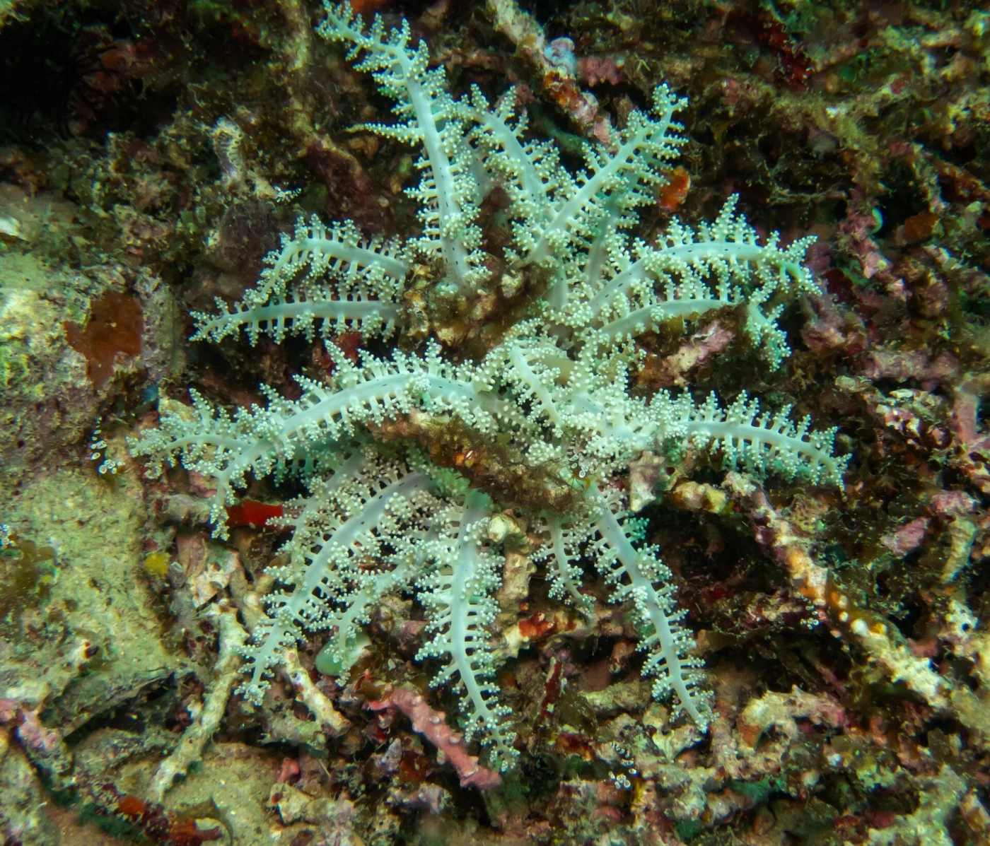 Megalactis hemprichii