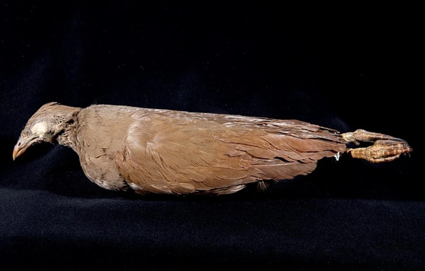 Sula Megapode