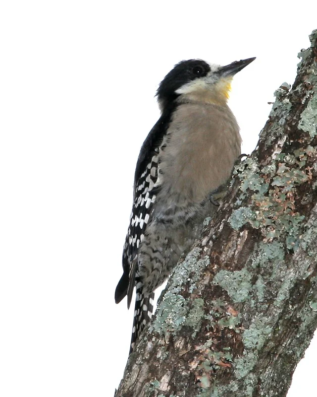 White-fronted Woodpecker