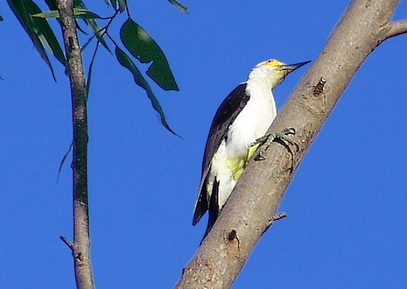 White Woodpecker