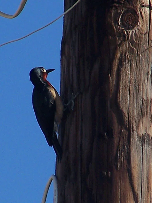 Puerto Rican Woodpecker
