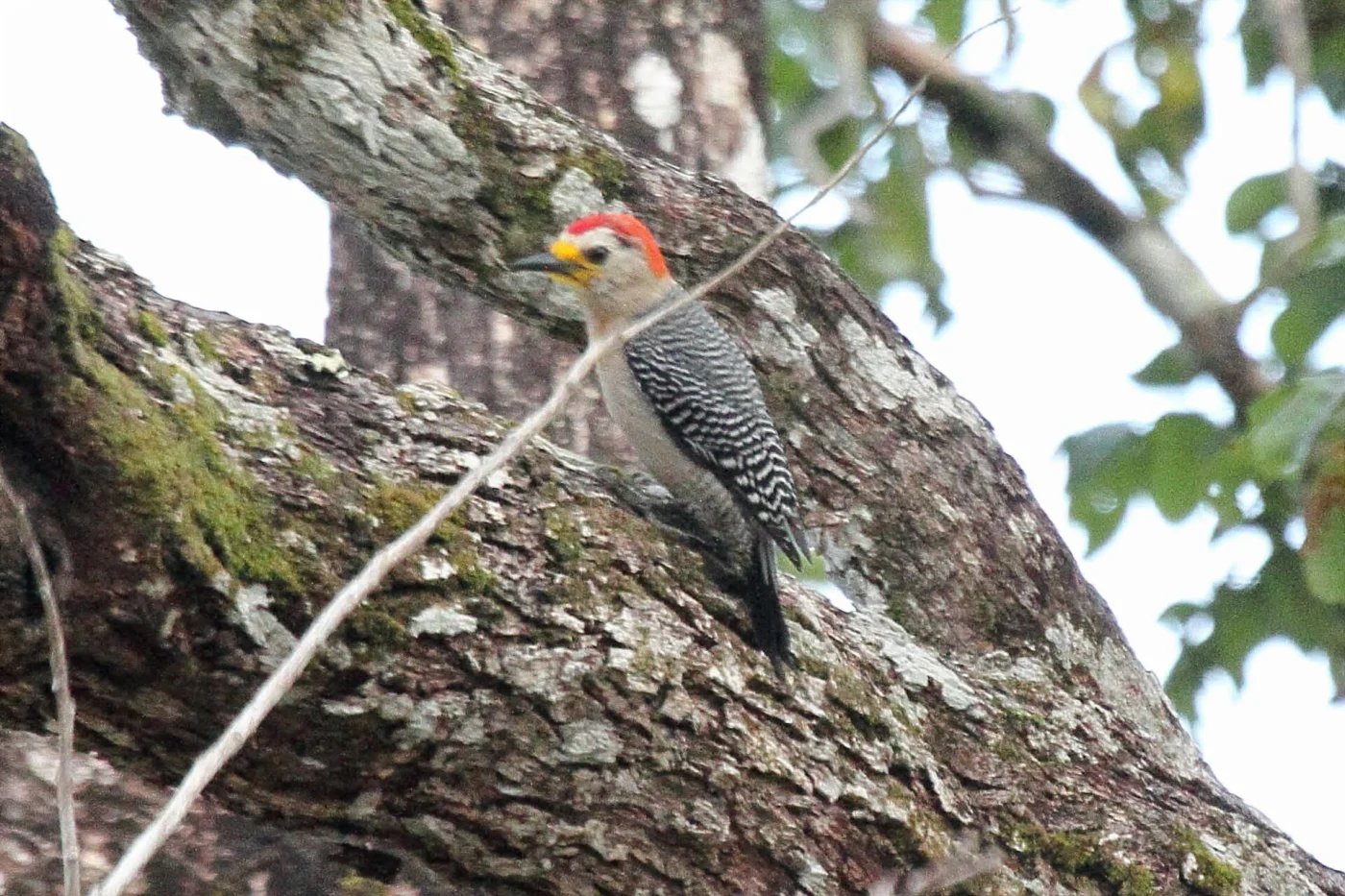 Yucatan Woodpecker