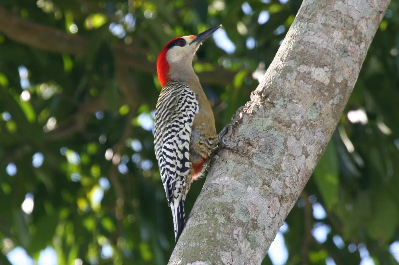 West Indian Red-bellied Woodpecker