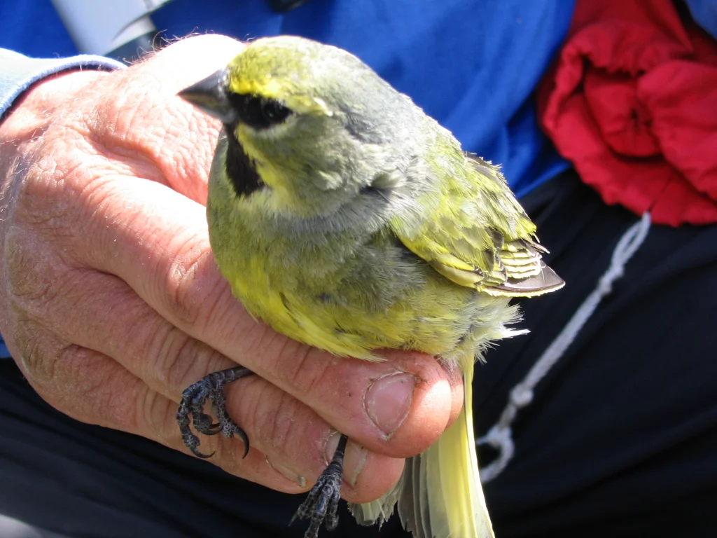 Yellow-bridled Finch