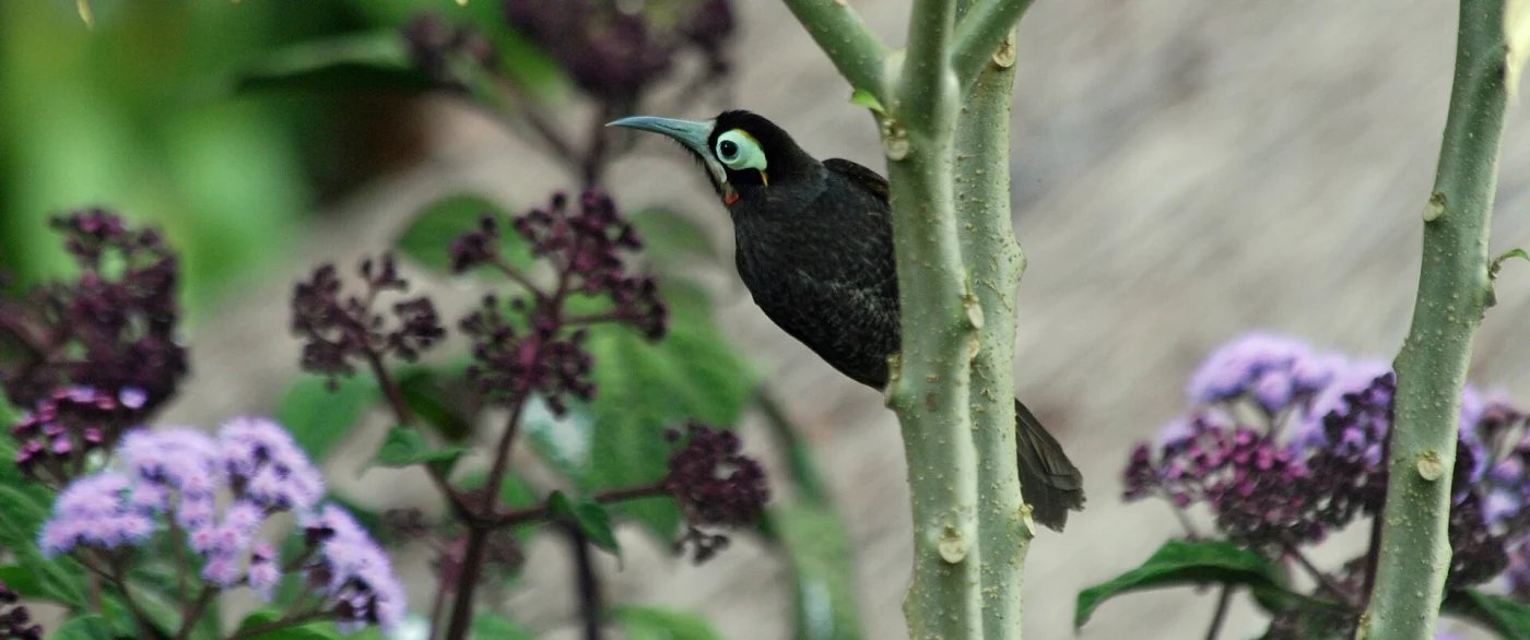 Yellow-browed Honeyeater