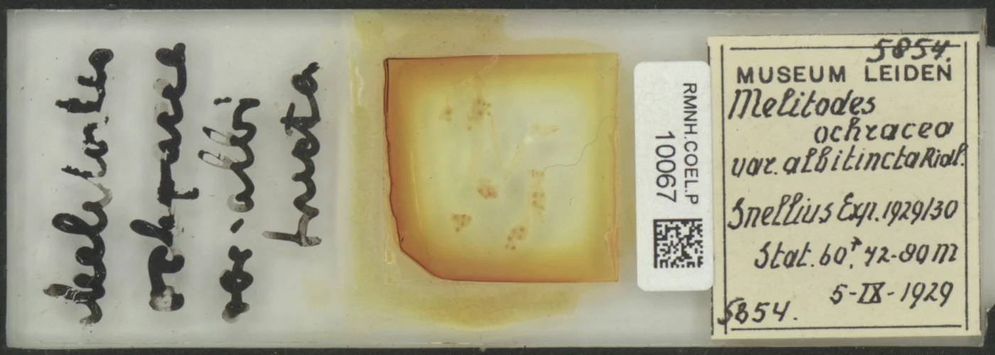 Melithaea albitincta