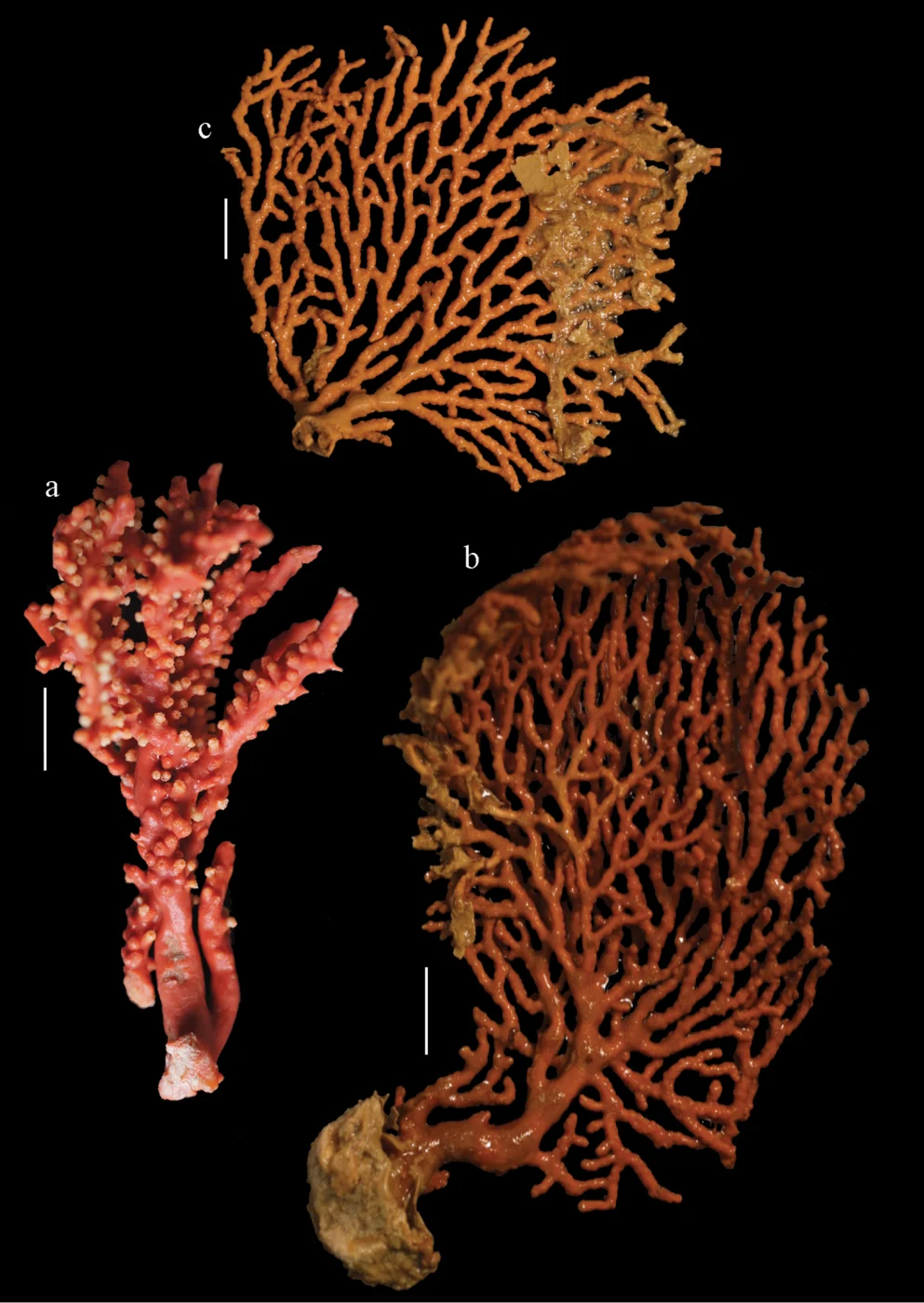 Melithaea arborea