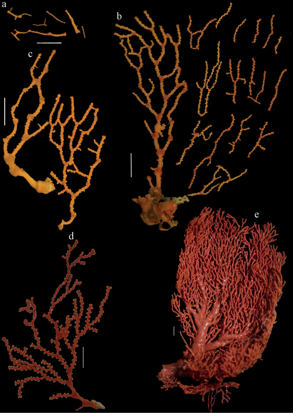 Melithaea nodosa