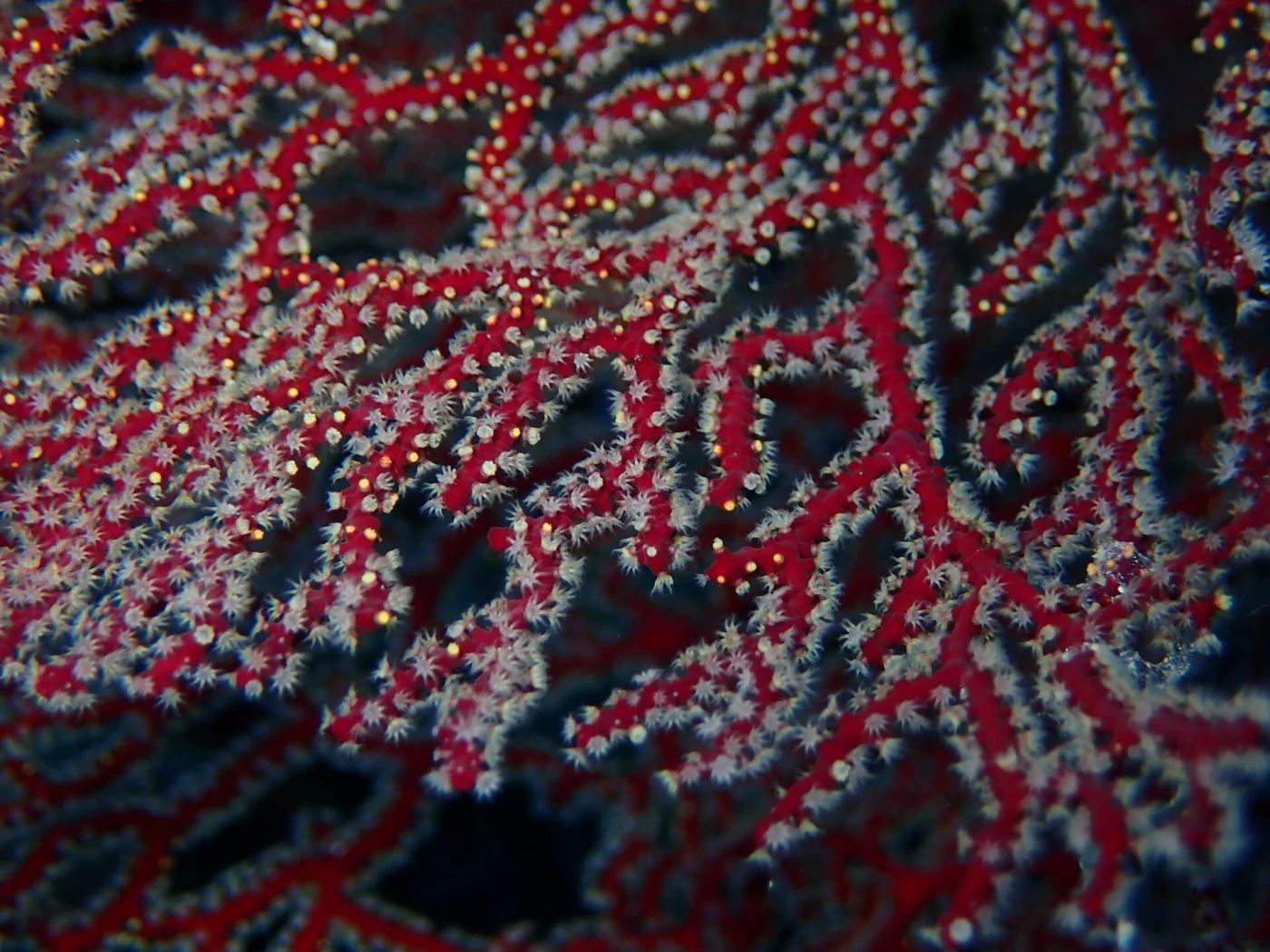 Melithaea splendens