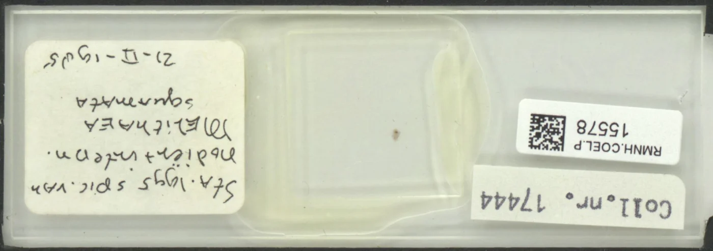 Melithaea squamata