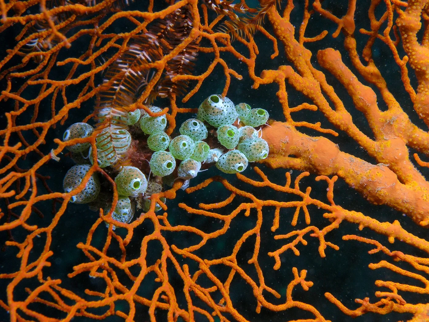 Melithaea stormii