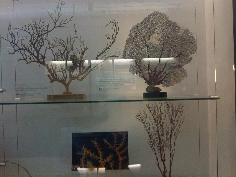 Melithaea virgata