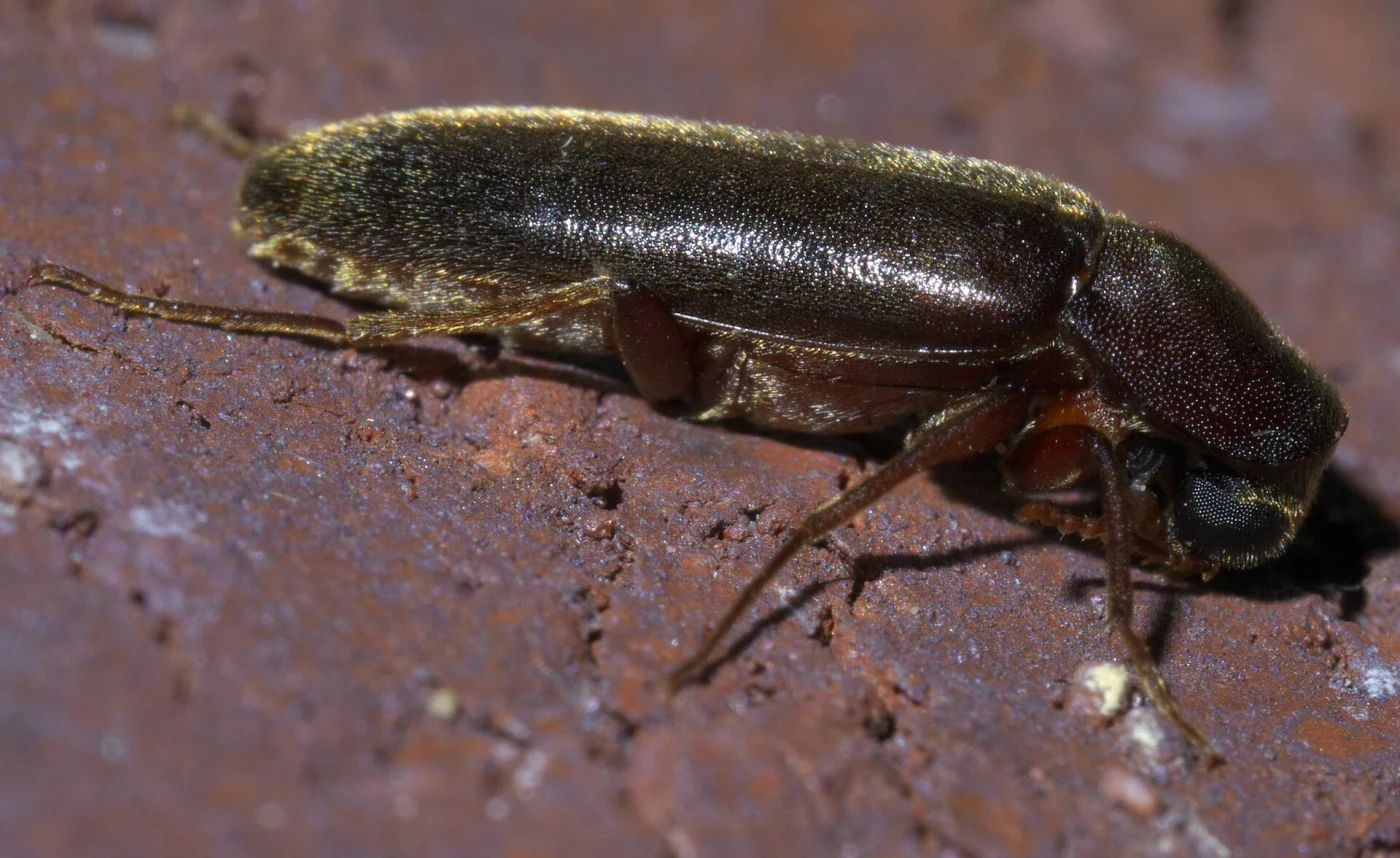Melittomma oculare