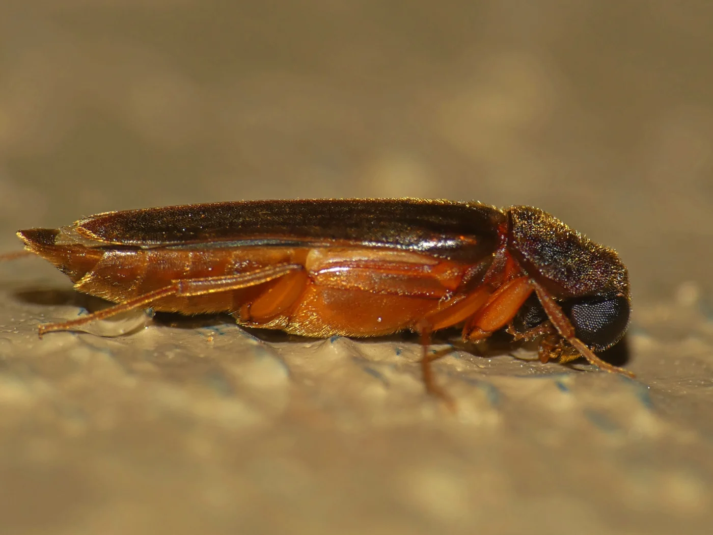 Melittomma pervagum