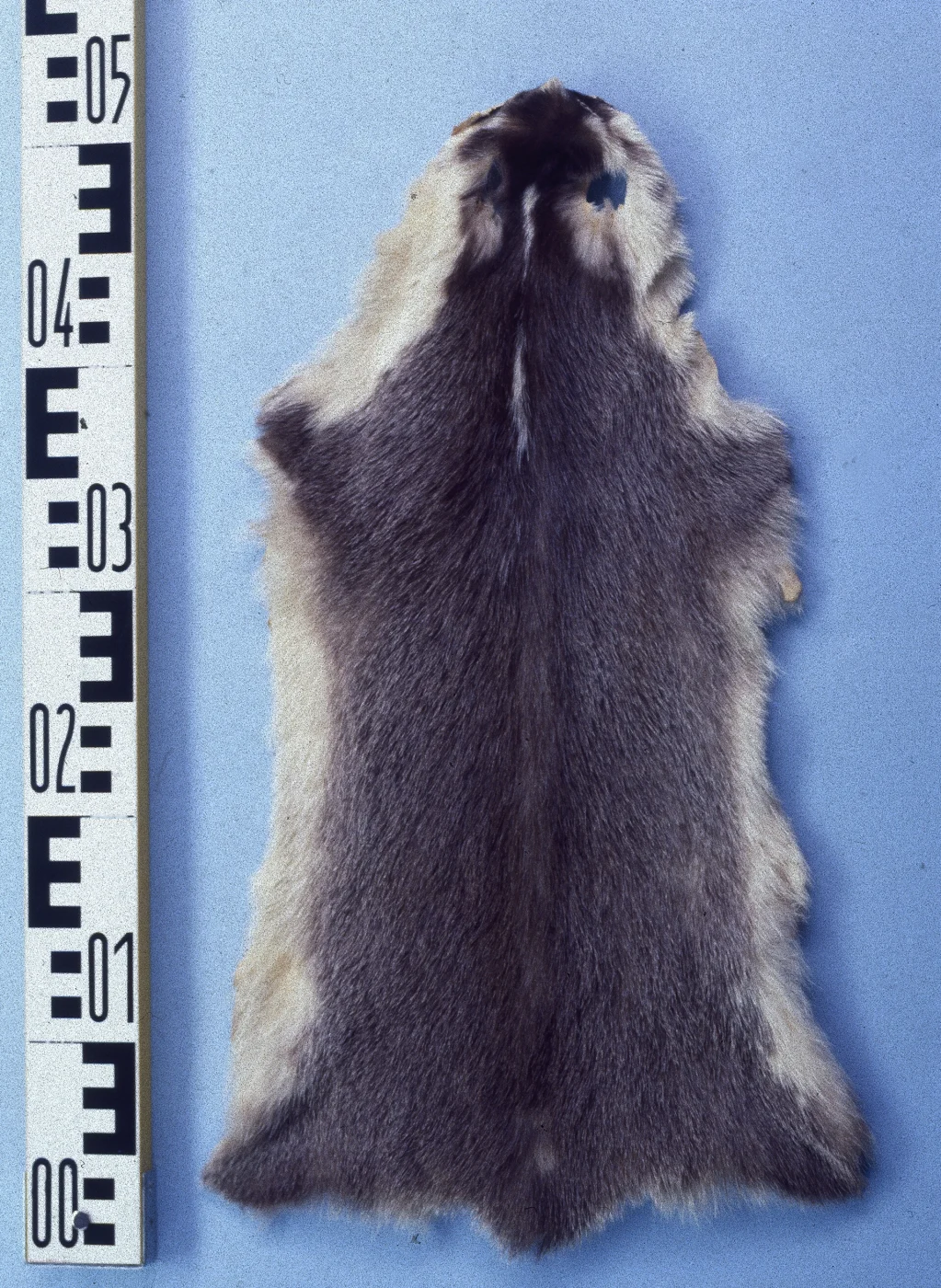 Chinese Ferret Badger