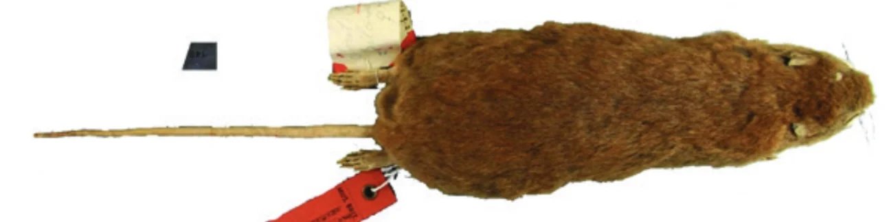 Short-tailed Talaud Melomys