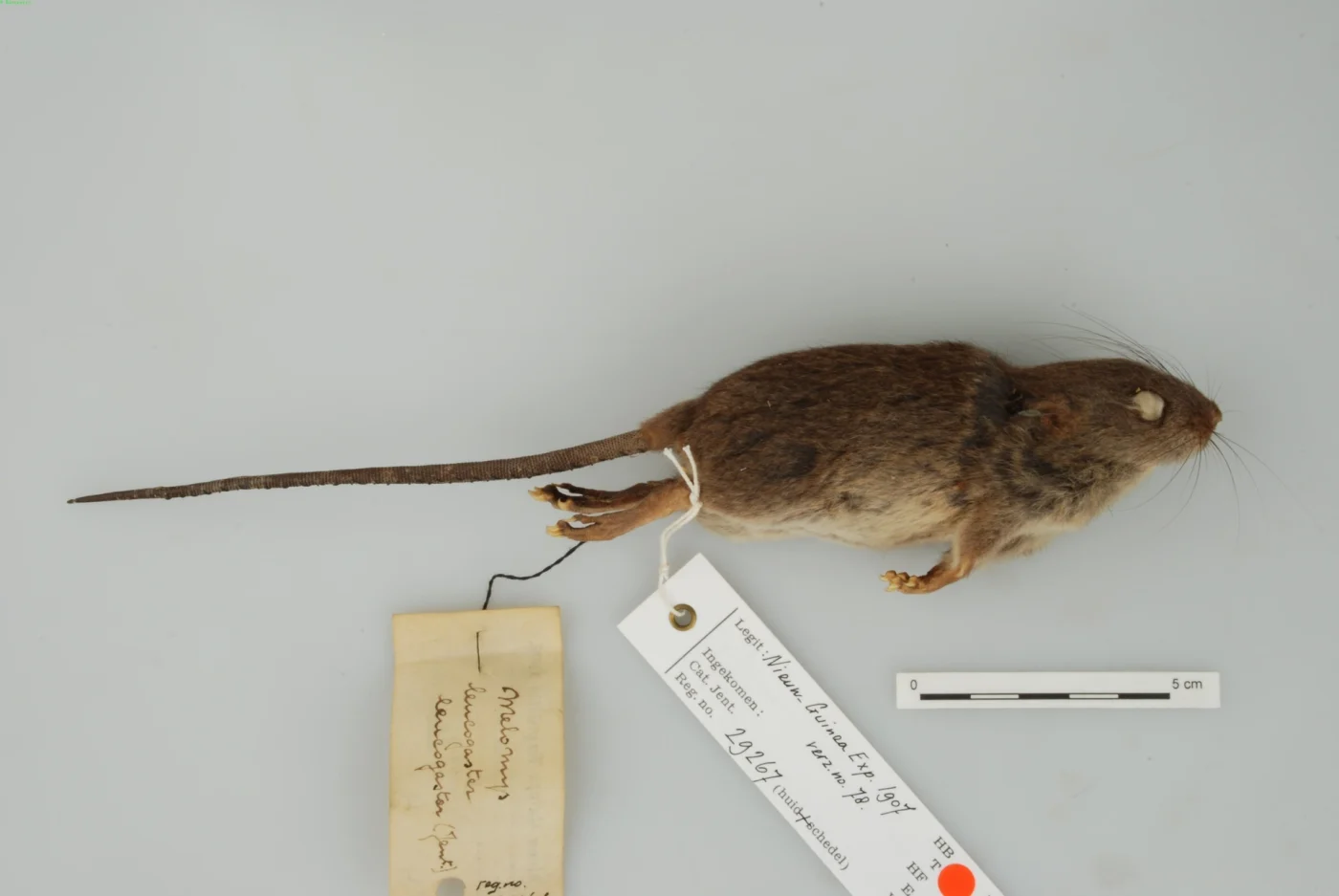 White-bellied Melomys