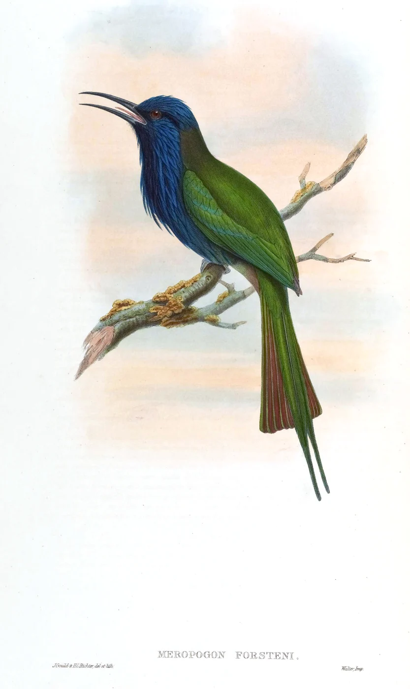 Purple-bearded Bee-eater