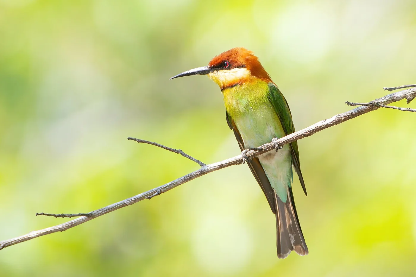 Chestnut-headed Bee-eater