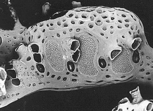 Tuning Fork Bryozoan