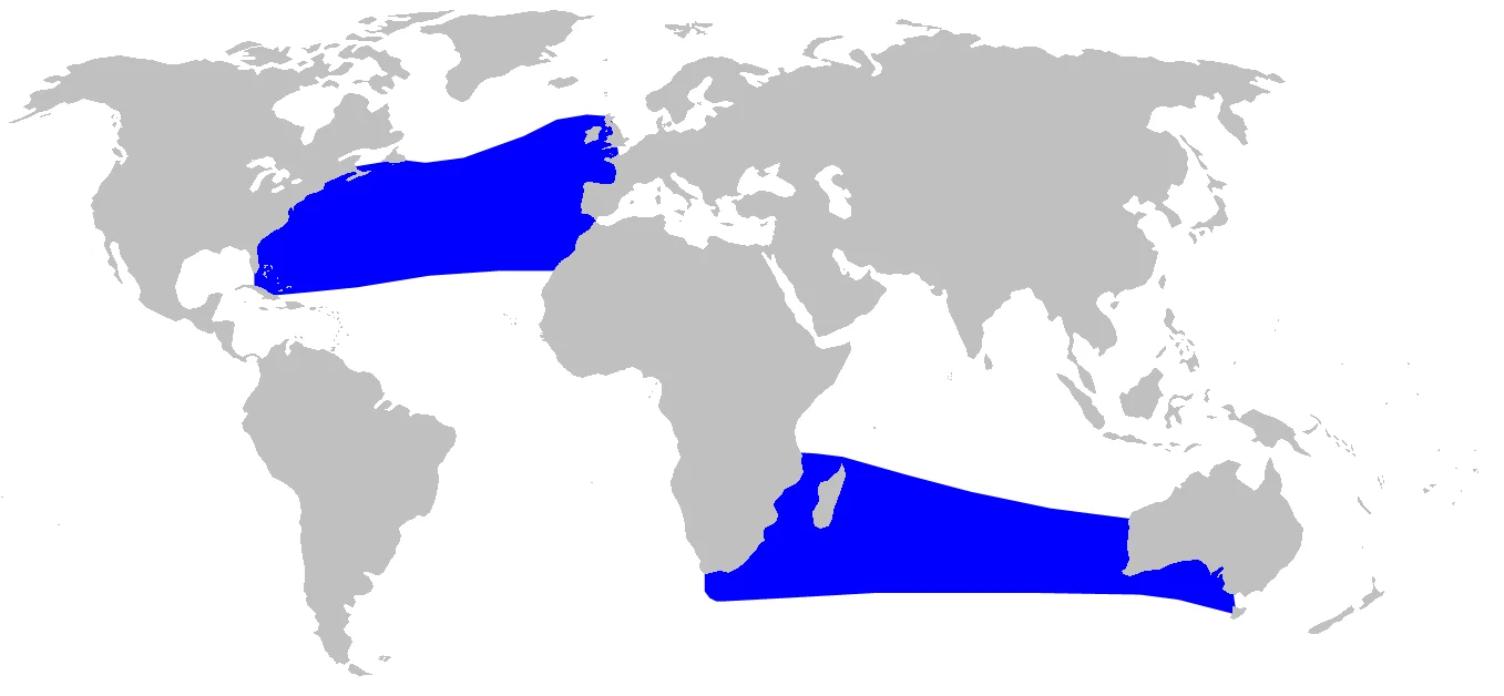 True s Beaked Whale