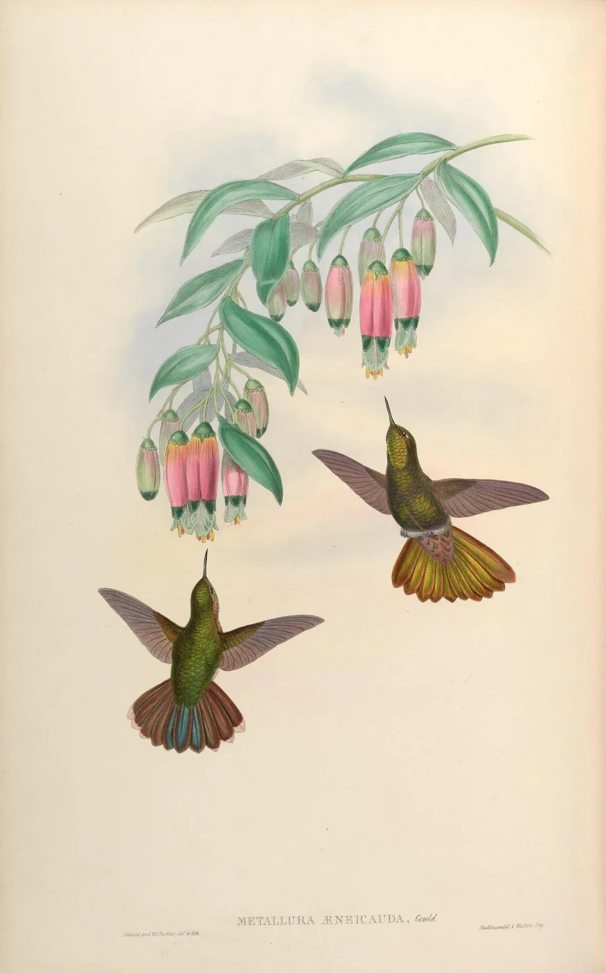 Scaled Metaltail