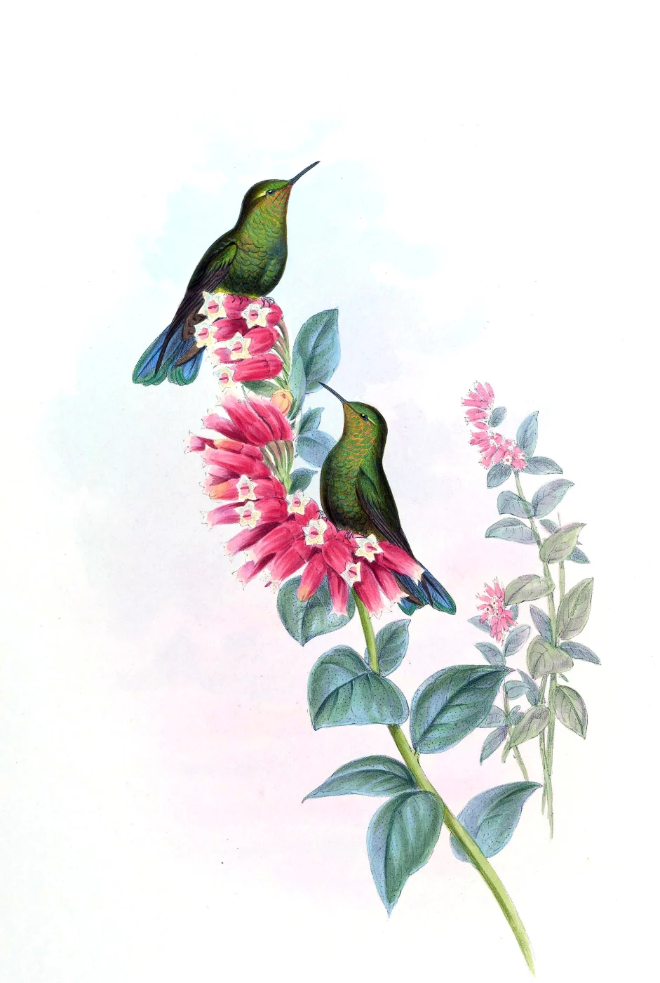 Viridian Metaltail