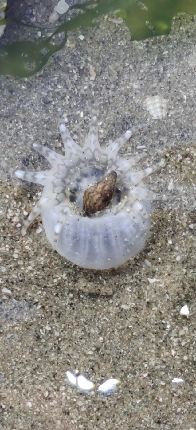 Metapeachia tropica