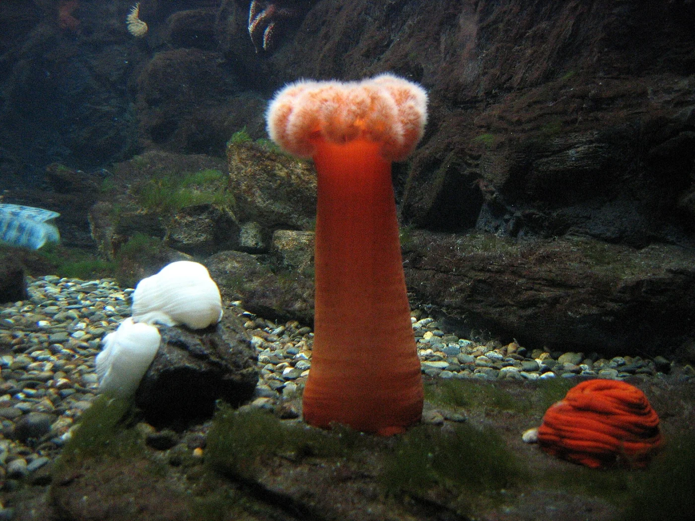 giant plumed anemone