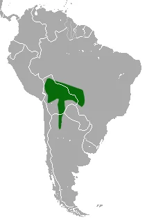 White-bellied Woolly Mouse Opossum