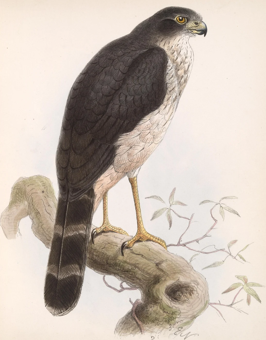 Slaty-Backed Forest Falcon