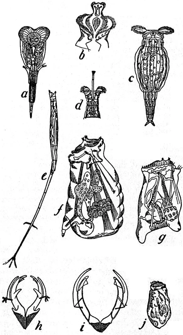 Microcodon clavus
