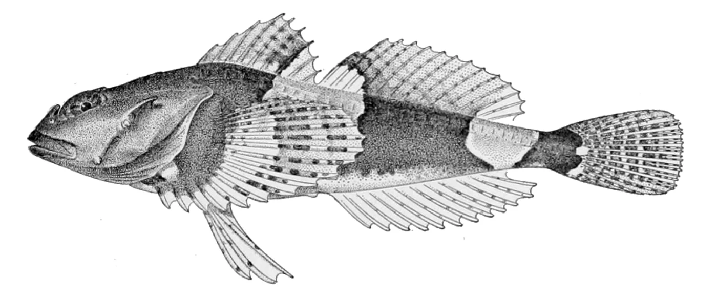 brightbelly sculpin