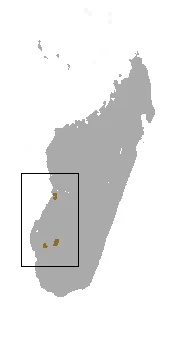 Microgale de Nasolo