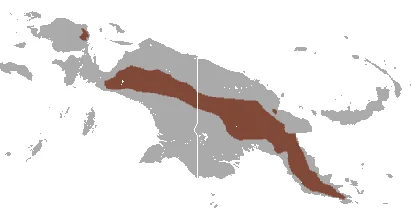 Long-tailed Bandicoot