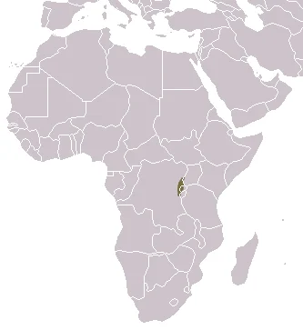 Ruwenzori Otter Shrew
