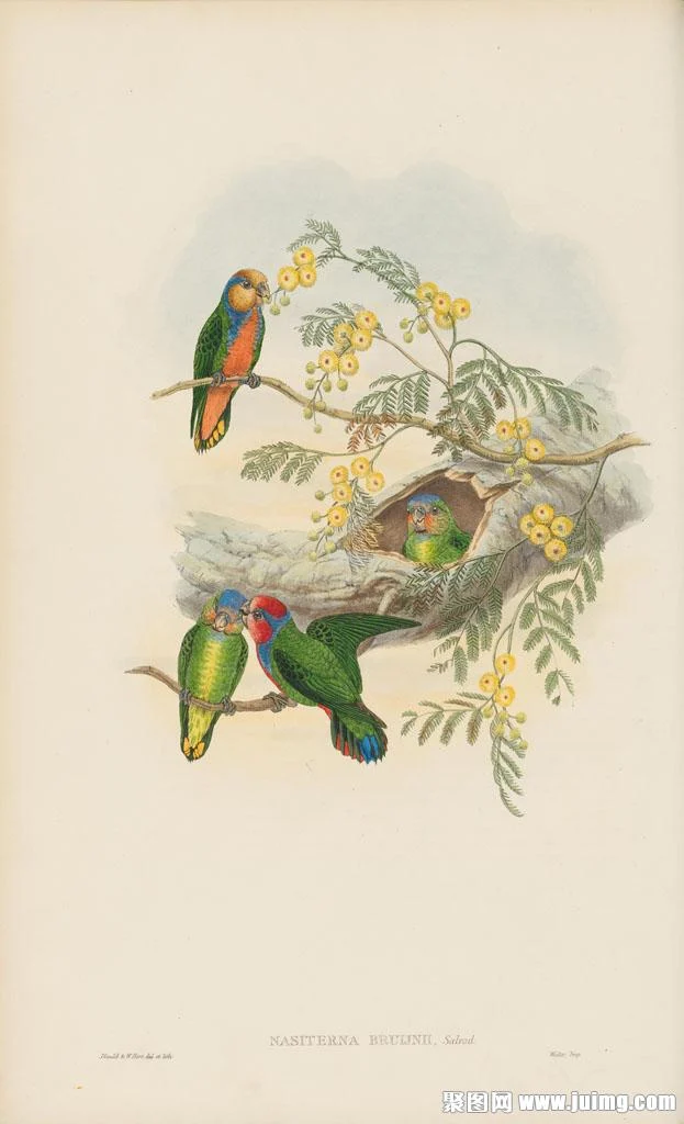 Red-breasted Pygmy Parrot