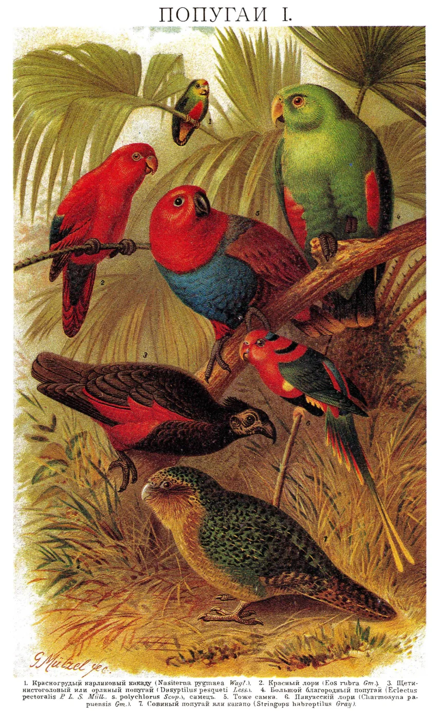 Yellow-capped Pygmy Parrot